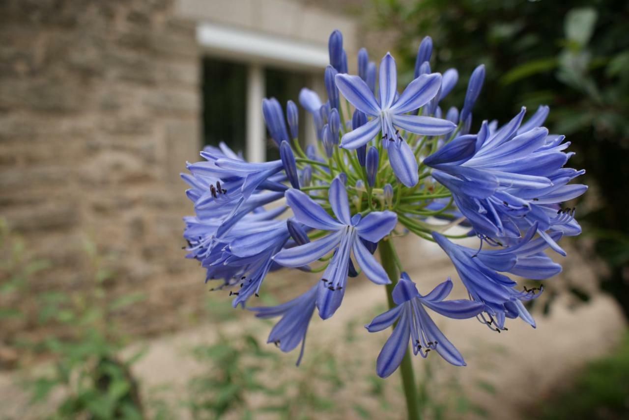 Aux Agapanthes Pluherlin Exterior foto